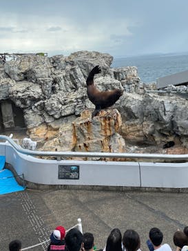 大分マリーンパレス水族館 「うみたまご」に投稿された画像（2022/8/16）