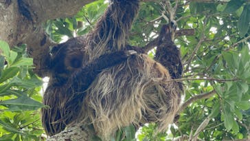 秋吉台自然動物公園 サファリランドに投稿された画像（2022/8/16）