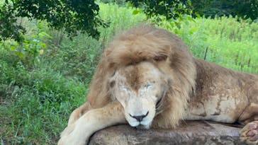 秋吉台自然動物公園 サファリランドに投稿された画像（2022/8/16）