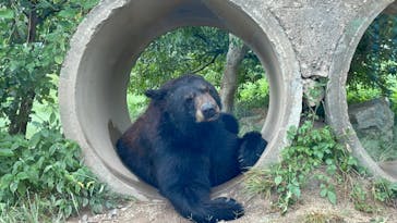 秋吉台自然動物公園 サファリランドに投稿された画像（2022/8/16）