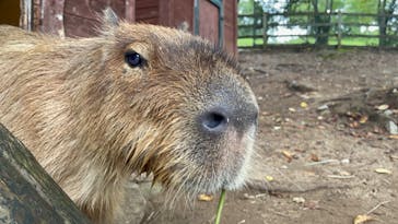 秋吉台自然動物公園 サファリランドに投稿された画像（2022/8/16）