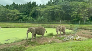 秋吉台自然動物公園 サファリランドに投稿された画像（2022/8/16）