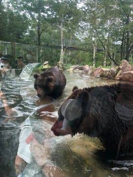 サホロリゾート　ベア･マウンテンに投稿された画像（2022/8/16）