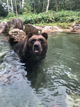 サホロリゾート　ベア･マウンテンに投稿された画像（2022/8/16）