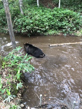 サホロリゾート　ベア･マウンテンに投稿された画像（2022/8/16）