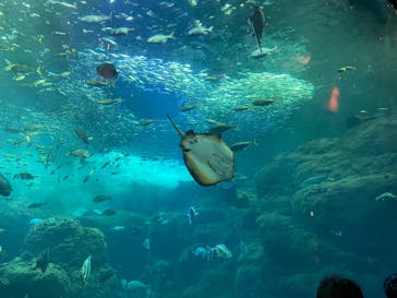 新江ノ島水族館に投稿された画像（2022/8/17）