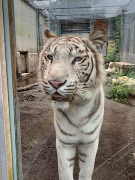 伊豆アニマルキングダムに投稿された画像（2022/8/17）