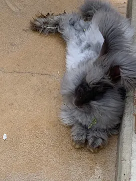 神戸どうぶつ王国に投稿された画像（2022/8/17）