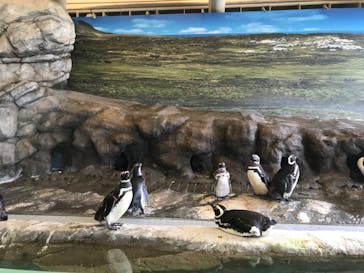 しながわ水族館に投稿された画像（2022/8/17）