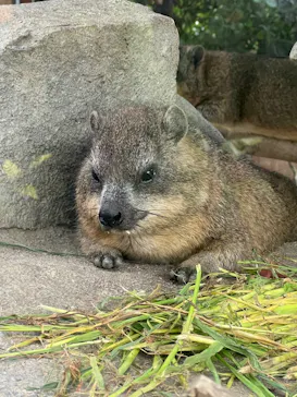 神戸どうぶつ王国に投稿された画像（2022/8/17）