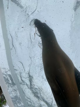 サンシャイン水族館に投稿された画像（2022/8/17）