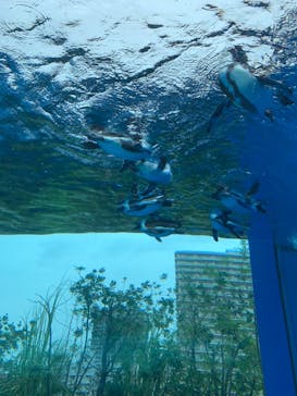 サンシャイン水族館に投稿された画像（2022/8/17）