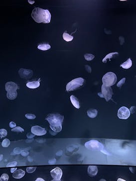 サンシャイン水族館に投稿された画像（2022/8/17）