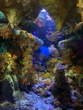 サンシャイン水族館に投稿された画像（2022/8/17）