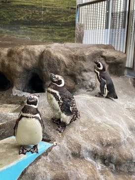 しながわ水族館に投稿された画像（2022/8/17）