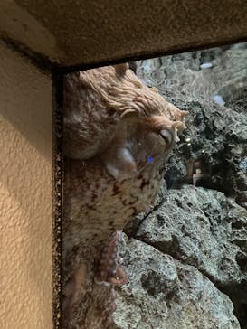 しながわ水族館に投稿された画像（2022/8/17）