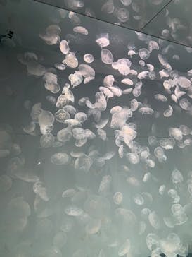 アクアワールド茨城県大洗水族館に投稿された画像（2022/8/17）