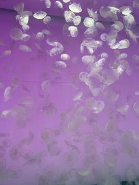 アクアワールド茨城県大洗水族館に投稿された画像（2022/8/17）