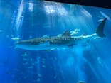 沖縄美ら海水族館に投稿された画像（2022/8/17）