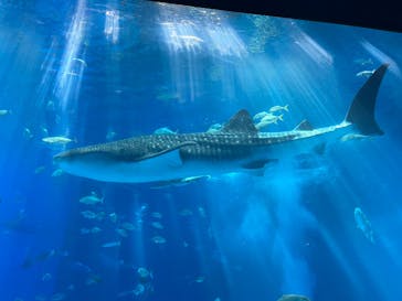沖縄美ら海水族館に投稿された画像（2022/8/17）