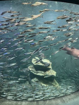 サンシャイン水族館に投稿された画像（2022/8/17）