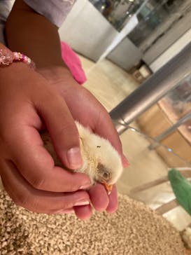 Moff animal cafe イオンモール幕張新都心店に投稿された画像（2022/8/17）