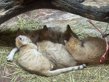 那須どうぶつ王国に投稿された画像（2022/8/16）