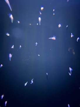 環境水族館アクアマリンふくしまに投稿された画像（2022/8/16）