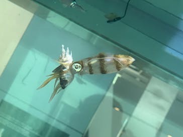 環境水族館アクアマリンふくしまに投稿された画像（2022/8/16）