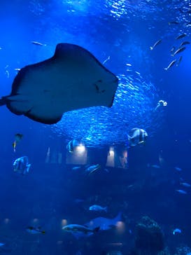 京都水族館に投稿された画像（2022/8/17）