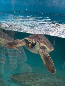 串本海中公園水族館に投稿された画像（2022/8/17）