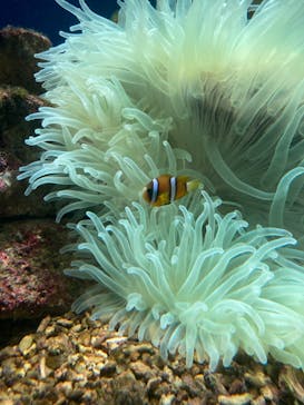 串本海中公園水族館に投稿された画像（2022/8/17）