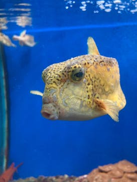 串本海中公園水族館に投稿された画像（2022/8/17）