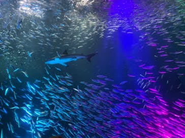 名古屋港水族館に投稿された画像（2022/8/17）