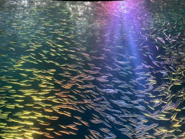 名古屋港水族館に投稿された画像（2022/8/17）