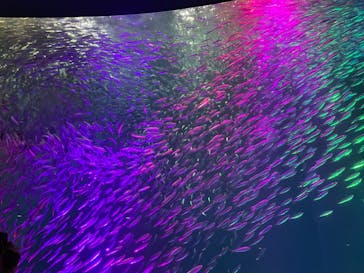 名古屋港水族館に投稿された画像（2022/8/17）