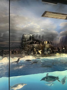 名古屋港水族館に投稿された画像（2022/8/17）