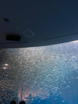 名古屋港水族館に投稿された画像（2022/8/17）