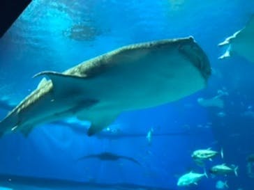 沖縄美ら海水族館に投稿された画像（2022/8/17）