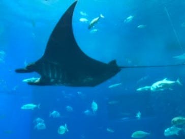 沖縄美ら海水族館に投稿された画像（2022/8/17）