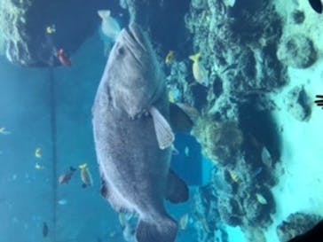 沖縄美ら海水族館に投稿された画像（2022/8/17）