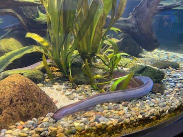 カワスイ 川崎⽔族館に投稿された画像（2022/8/17）