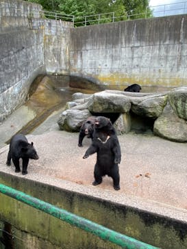 奥飛騨クマ牧場に投稿された画像（2022/8/17）