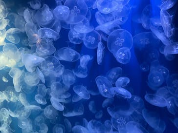 鴨川シーワールドに投稿された画像（2022/8/17）