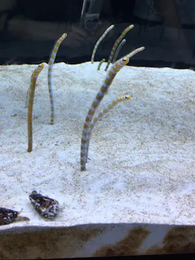 すみだ水族館に投稿された画像（2022/8/17）