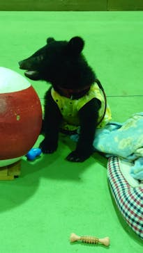 奥飛騨クマ牧場に投稿された画像（2022/8/17）