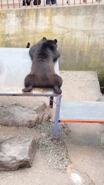 奥飛騨クマ牧場に投稿された画像（2022/8/17）