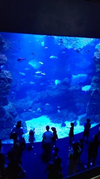 京都水族館に投稿された画像（2022/8/17）