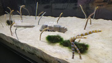 京都水族館に投稿された画像（2022/8/17）