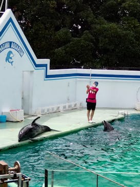 しながわ水族館に投稿された画像（2022/8/17）